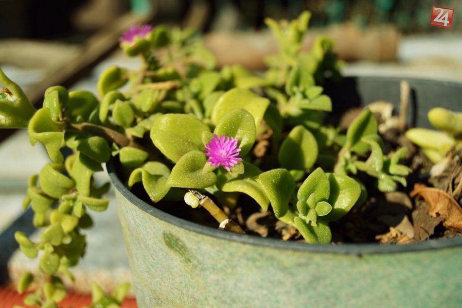 Ilustračný obrázok k článku Košický primátor vyhlásil súťaž o najkrajší balkón: O čo sa hrá?