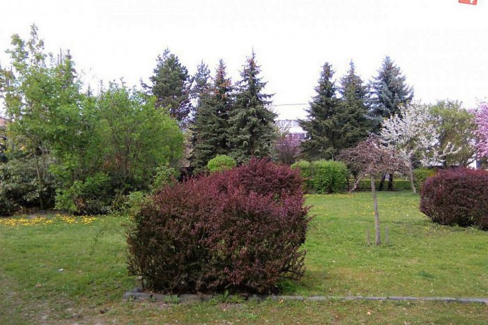 Ilustračný obrázok k článku Pomocná ruka pre zeleň v Lučenci. Stovky stromov v meste sa dočkajú ošetrenia