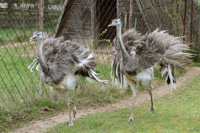 Ilustračný obrázok k článku Novinka v košickej zoo: Do zvieracej rodinky pribudli dva samce Nandu pampového