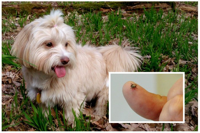 Ilustračný obrázok k článku Kliešťová sezóna je tu! Tipy, ako ochránite svojho štvornohého kamaráta