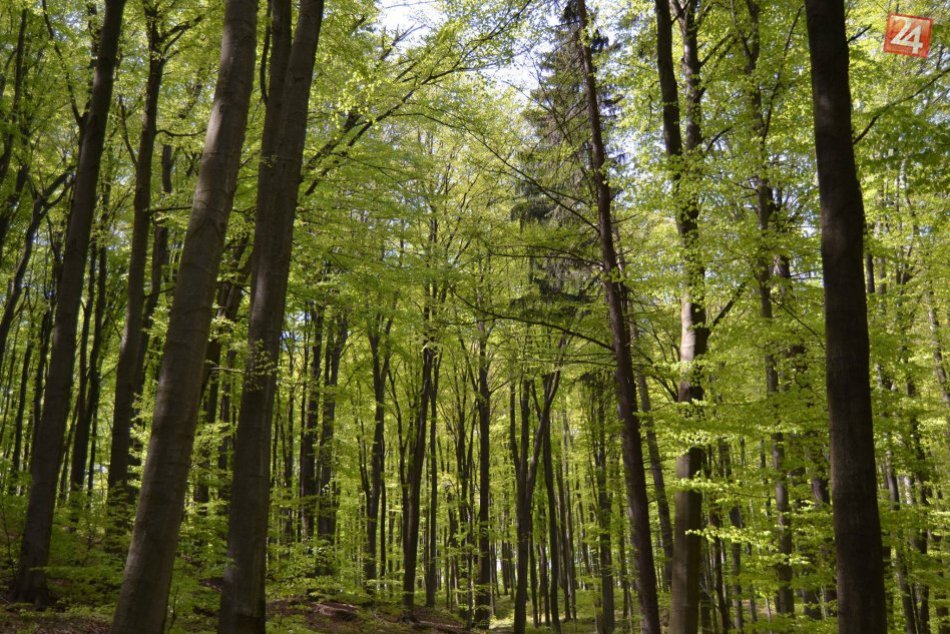 Ilustračný obrázok k článku Mestské lesy v Bratislave nebudú používať žiadne chemické postreky