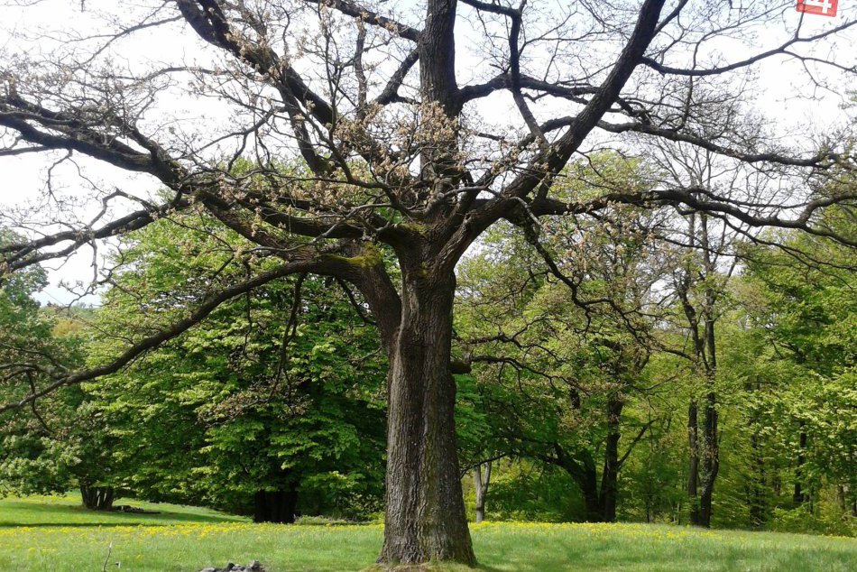 Ilustračný obrázok k článku Na Lesníckych dňoch 2017 zvolia Bratislavčania Miss Drevinu