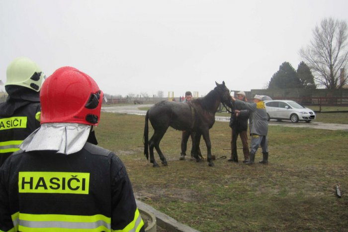 Ilustračný obrázok k článku Kuriózny zásah zvolenských hasičov. Z jarku zachraňovali zraneného koňa