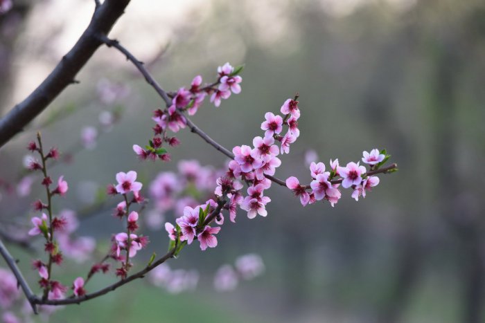 Ilustračný obrázok k článku Radnica chystá súťaž o najkrajšiu kvetinovú výzdobu: O čo sa hrá?