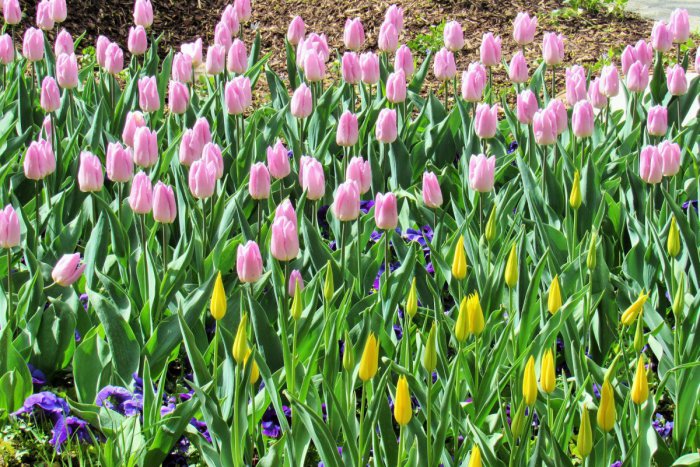 Ilustračný obrázok k článku Prešov je razom krajší: Jarné obrázky z nášho mesta, ktoré potešia všetky oči