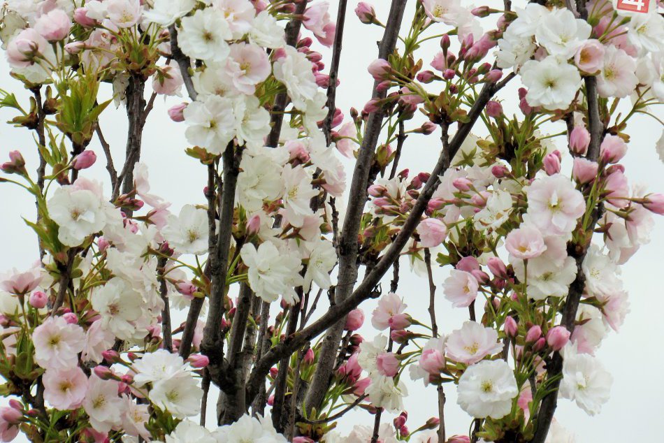 Ilustračný obrázok k článku Mikuláš zkrášlia stovky nových stromov a kríkov: O ktoré ulice ide? FOTO