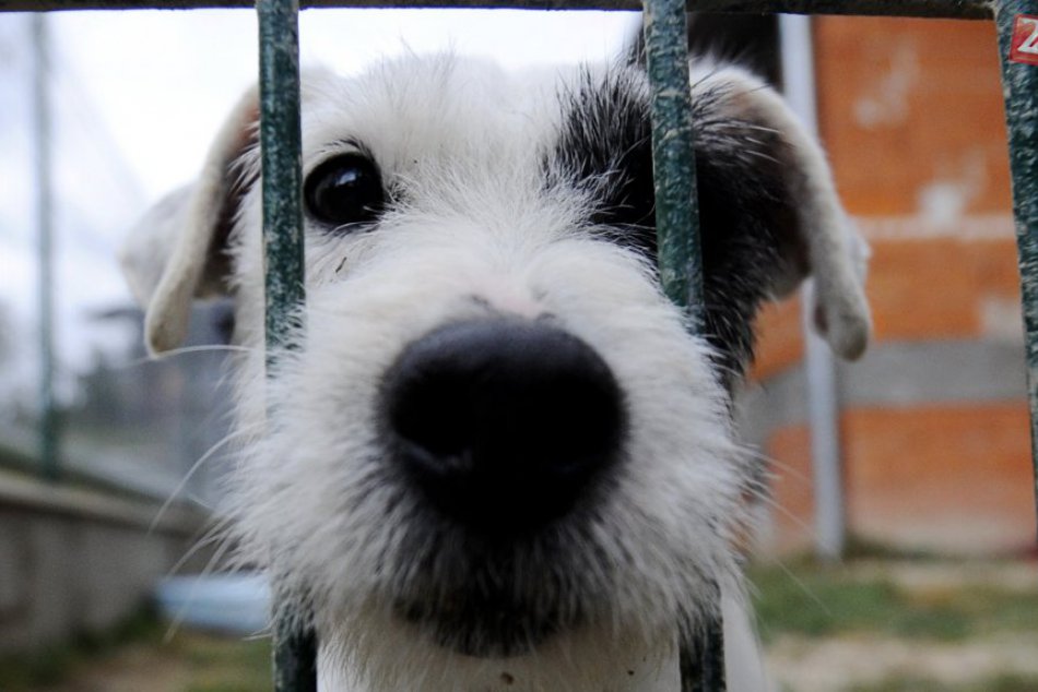 Ilustračný obrázok k článku Štvornohých kamarátov z útulku poteší počas sviatkov aj prechádzka