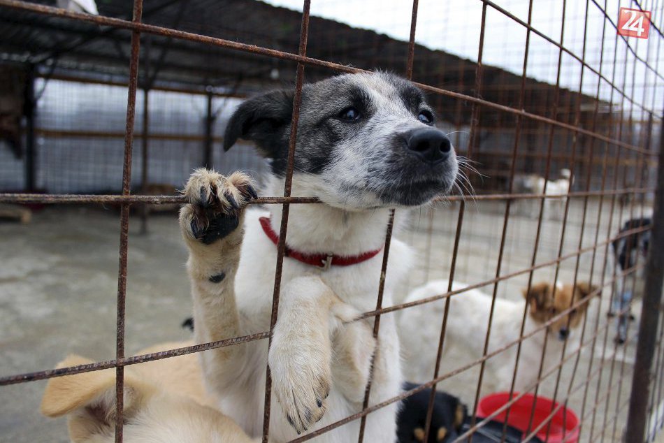 Ilustračný obrázok k článku V Malackách museli pozastaviť odchyt túlavých psov