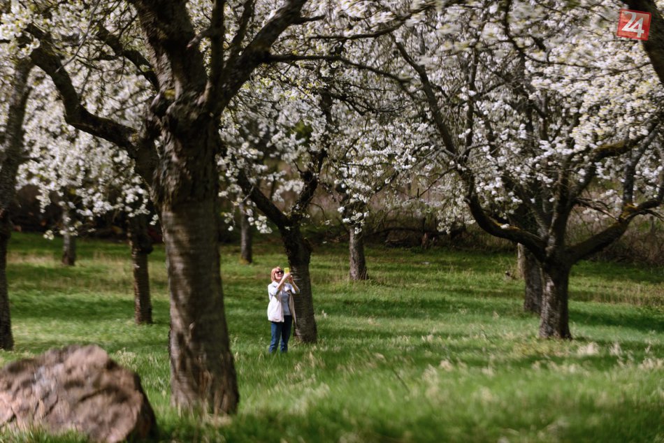 Ilustračný obrázok k článku To je krása! Neďaleko Nitry rozkvitol viac ako storočný čerešňový sad, FOTO