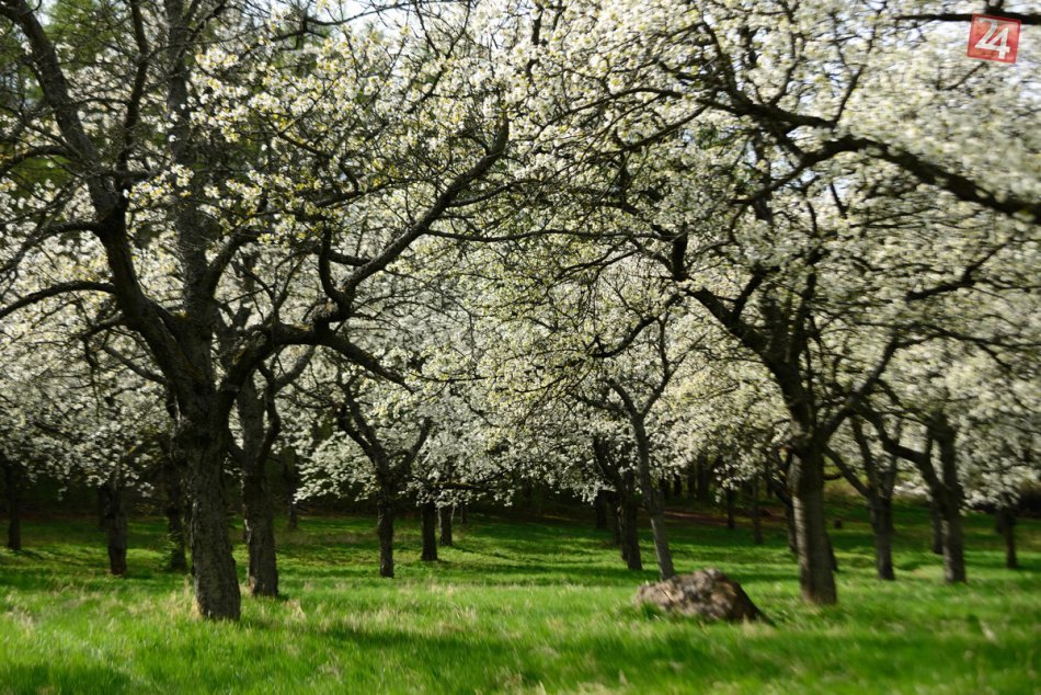 Ilustračný obrázok k článku Keď príroda prekvapuje: TOP 10 zaujímavostí z Nitry a blízkeho okolia