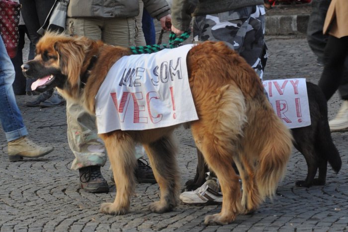 Ilustračný obrázok k článku Projekt Spájame sa pre zvieratá bojuje za komplexný zákon o ochrane zvierat
