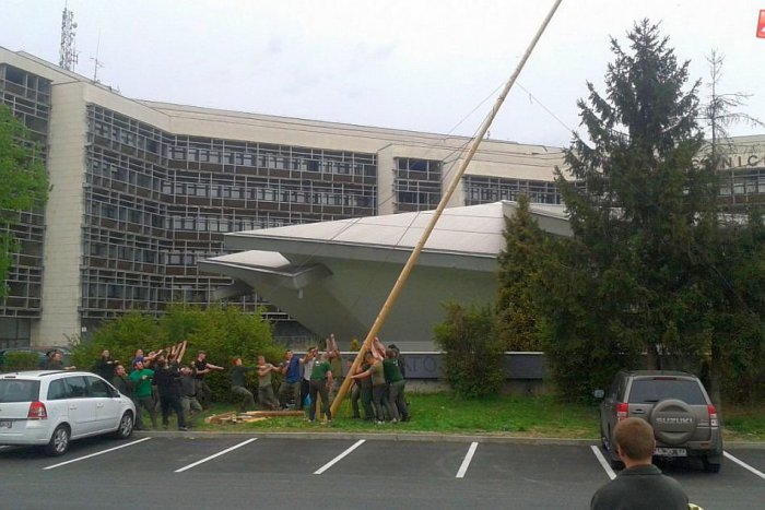 Ilustračný obrázok k článku FOTO: Vo Zvolene vyrástol máj už v predstihu. Stavanie poznačila smutná udalosť