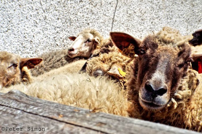 Ilustračný obrázok k článku Podujatie pri Rožňave, ktoré si nemôžete nechať ujsť: Ovčiarsky deň láka aj tento rok!