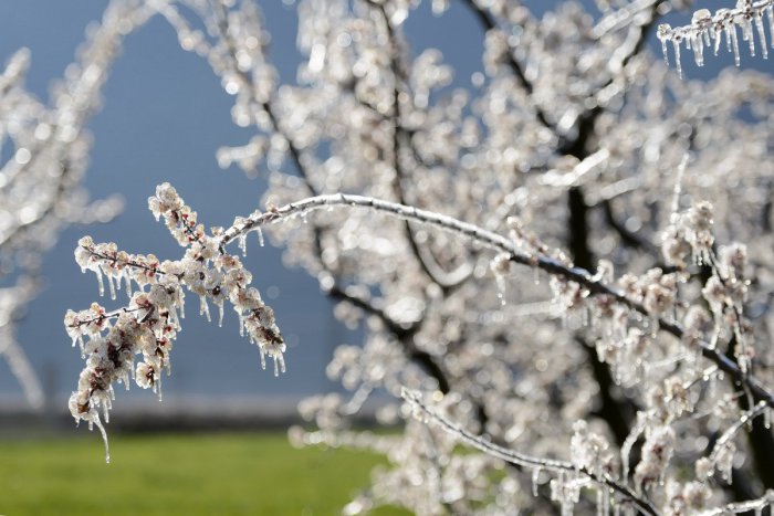 Ilustračný obrázok k článku Upozornenie meteorológov: Väčšinu územia Slovenska potrápia prízemné mrazy