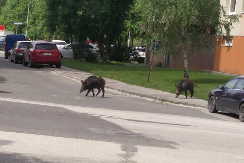 Ilustračný obrázok k článku Diviaky veselo behajú pomedzi paneláky. Čo robiť, ak sa ocitnete zoči-voči zvieraťu? + VIDEO