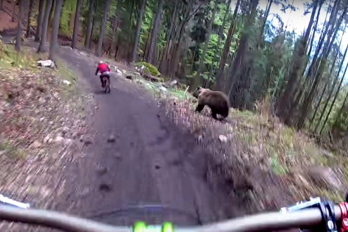 Ilustračný obrázok k článku SVET O SLOVENSKU: Naháňačka s medveďom a srandičky…