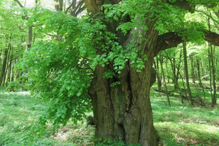 Ilustračný obrázok k článku Ingrid s rodinou to zbadala počas prechádzky: Interesantný úkaz v lese pri Prešove!