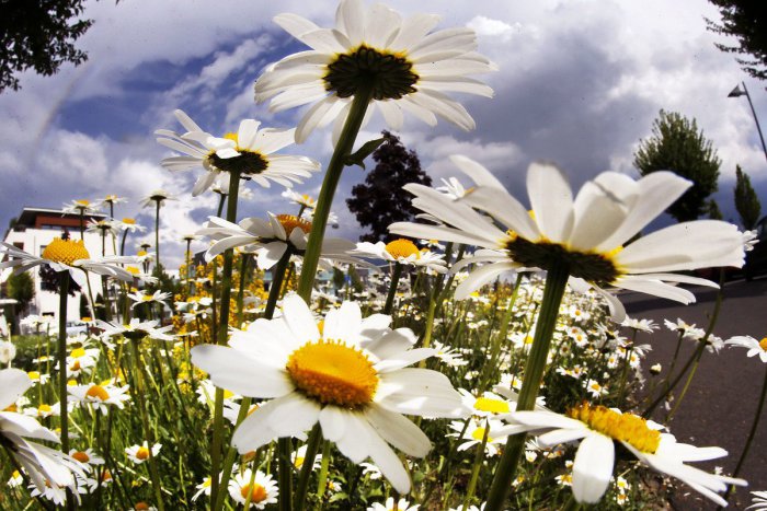 Ilustračný obrázok k článku RANNÁ ŠTVORKA: Sviatok práce bude zamračený s prehánkami, teploty do 16 °C