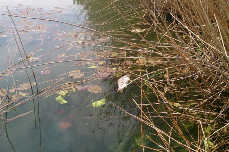 Ilustračný obrázok k článku Na Kuchajde uhynulo väčšie množstvo rýb, problémy hlásia aj inde