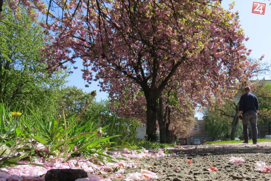 Ilustračný obrázok k článku Nádhera v Michalovciach: Leninka sa sfarbila doružova a ten pohľad stojí za to!