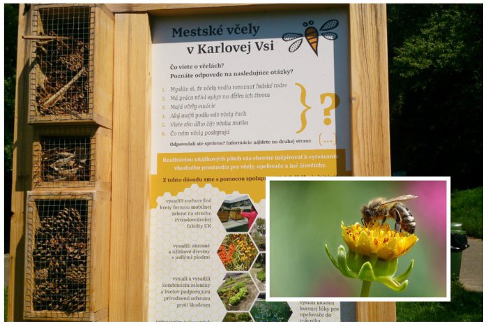 Ilustračný obrázok k článku V Bratislave nerastú len developerské projekty, ale aj užitočné hmyzie hotely