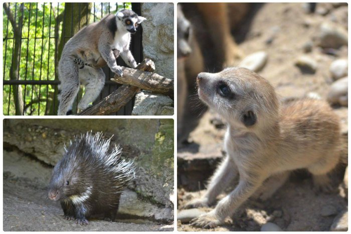Ilustračný obrázok k článku FOTO: Bratislavská ZOO sa rozrástla o rozkošné mláďatká