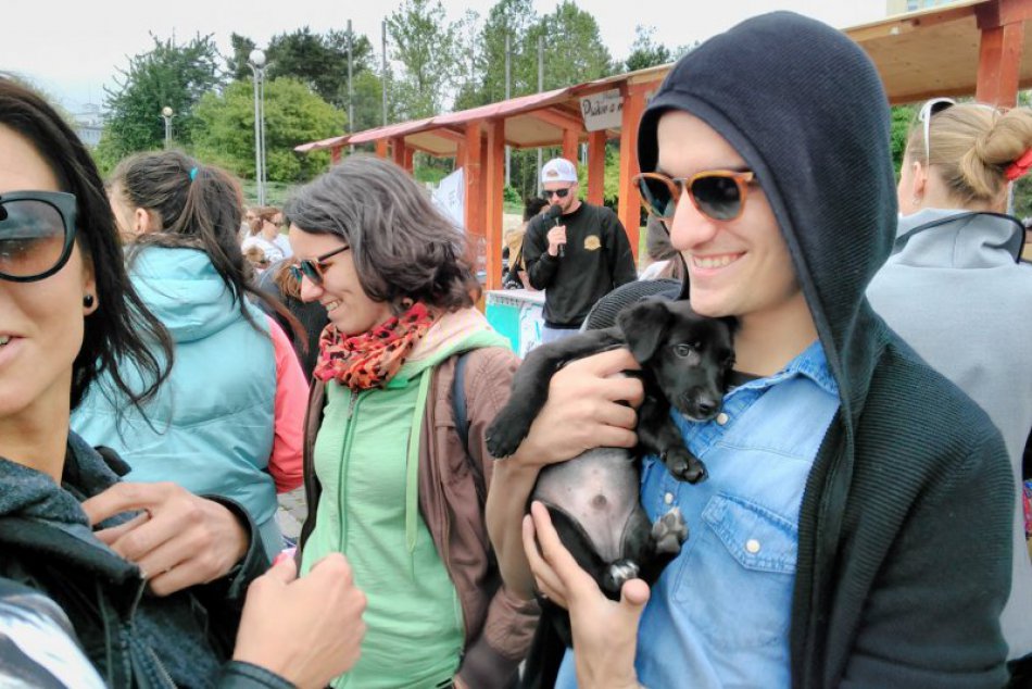 Ilustračný obrázok k článku Na akcii „Nájdite sa“ sa podarilo nájsť domov až 20 psíkom