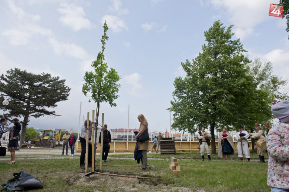 Ilustračný obrázok k článku Na Tyršovom nábreží vysadili Napoleonov dub