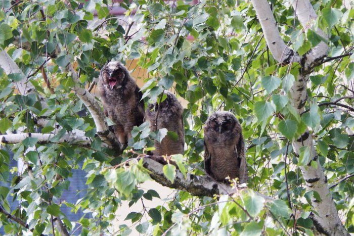 Ilustračný obrázok k článku Sovie mesto: Myšiarky sú medzi žiarskymi panelákmi ako doma, čo na to zoológ?