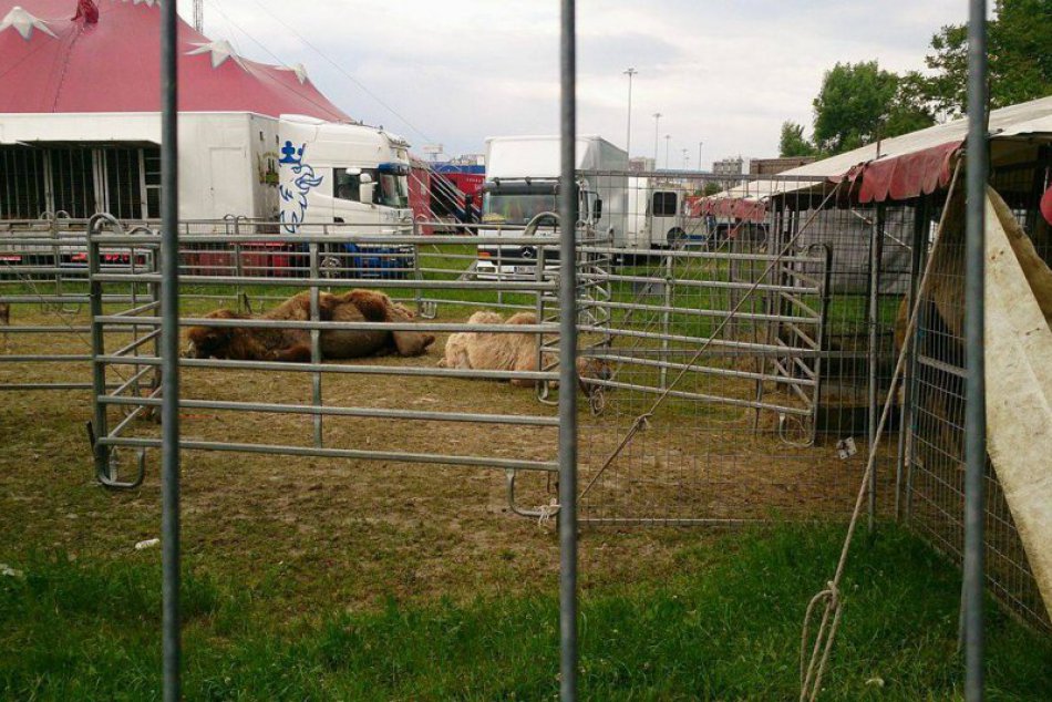 Ilustračný obrázok k článku V Petržalke budú aktivisti bojovať za cirkusy bez zvierat