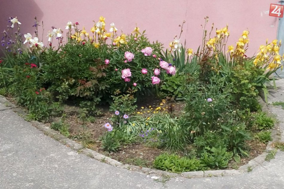 Ilustračný obrázok k článku FOTO: Zvolenské predzáhradky hýria farbami. Krása spod rúk šikovných ľudí