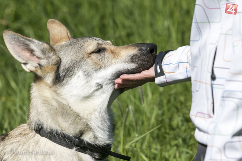 Ilustračný obrázok k článku Uhádnete, ktoré to sú? Na týchto uliciach v Michalovciach žije najviac psov