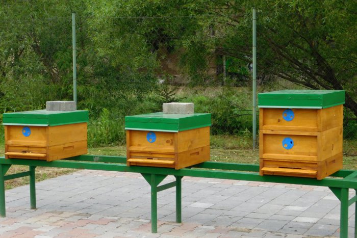 Ilustračný obrázok k článku FOTO: Škola v Spišskej sa môže pochváliť novinkou. Na dvore si zriadili včelnicu!