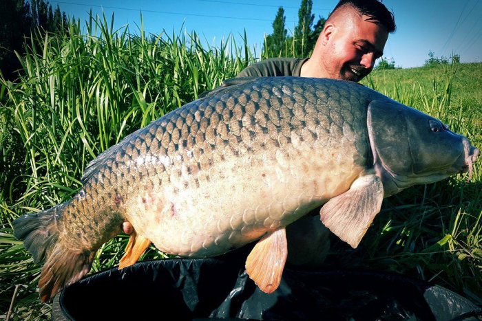 Ilustračný obrázok k článku Poklady rieky Nitry: Martin chytil pod Zoborom takmer metrového kapra, FOTO