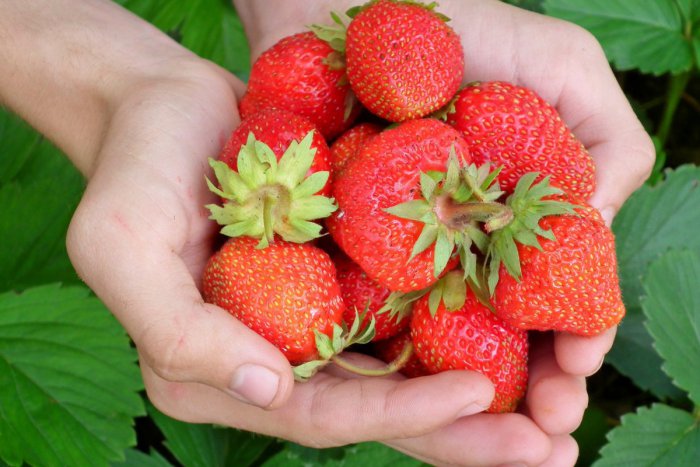 Ilustračný obrázok k článku Dôležité upozornenie: Mrazené jahody bez tepelnej úpravy radšej nejedzte!