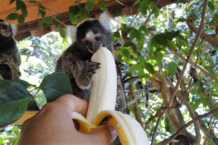 Ilustračný obrázok k článku V bratislavskej ZOO môžete počas víkendov pomôcť pri kŕmení zvierat