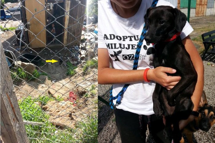 Ilustračný obrázok k článku FOTKY, z ktorých mrazí: Šteniatkam z Kortíny ide o život, pomôcť môžete aj vy!