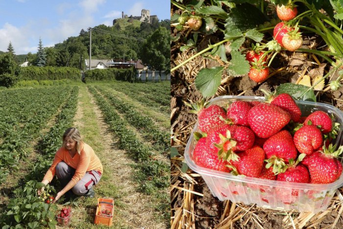 Ilustračný obrázok k článku Jahody už dozrievajú, prvé sú najkrajšie: Samozber odštartuje aj neďaleko Prešova!