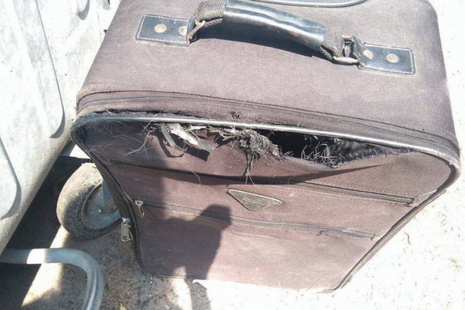 Ilustračný obrázok k článku Otrasný nález v Ružinove: Sučku zavreli do kufra a hodili do kontajnera