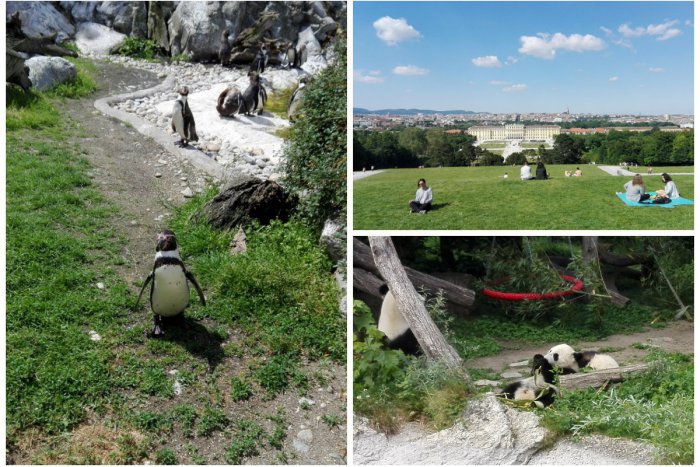 Ilustračný obrázok k článku Tip na výlet: Najväčšou atrakciou viedenskej ZOO sú rozkošné pandie dvojičky