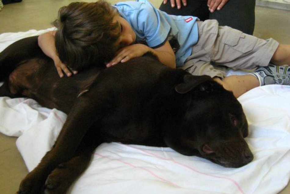 Ilustračný obrázok k článku Canisterapeut, Zvolenská Slatina a nádhera ruží. Najčítanejšie témy minulého týždňa