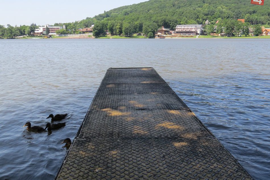 Ilustračný obrázok k článku Vedia na seba upútať pohľady: Aj takéto stvorenia si užívajú Vinianske jazero, FOTO