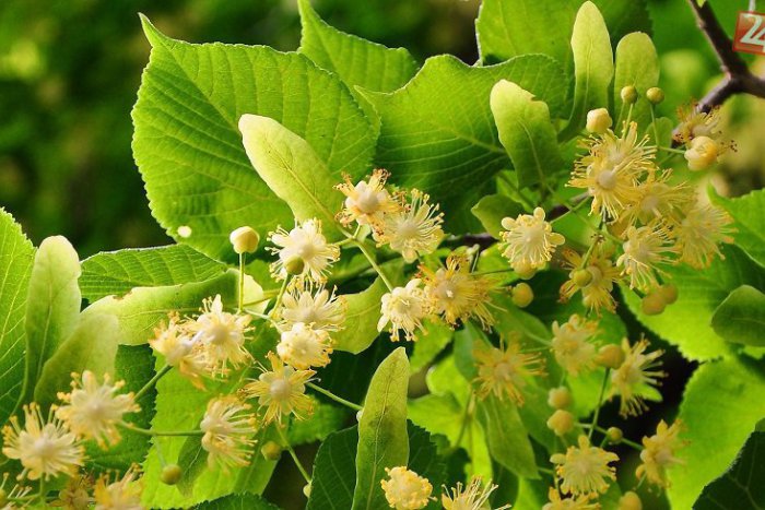 Ilustračný obrázok k článku Lipa rozvoniava aj na bratislavských sídliskách. Využite jej liečivú moc