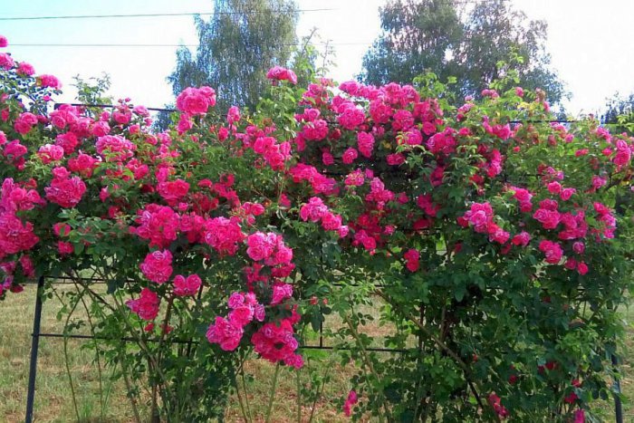 Ilustračný obrázok k článku FOTO: Zvolenské arborétum priam hrá farbami. Tisíce kríkov ruží na jednom mieste