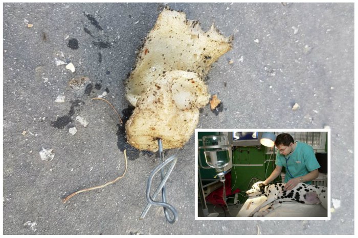 Ilustračný obrázok k článku Psičkári, buďte opatrní! V Rači ktosi rozhadzuje slaninu s ostrým drôtom