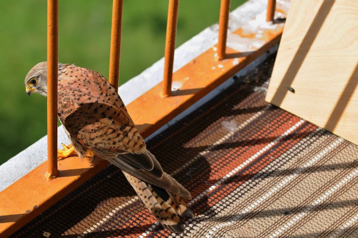 Ilustračný obrázok k článku Aj na vašom balkóne sa môže zahniezdiť sokol: Podľa ochranárov sa nie je čoho obávať
