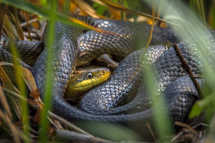 Ilustračný obrázok k článku V bratislavských lesoch vyliezajú HADY. Obdivujete ich alebo v panike utekáte preč?