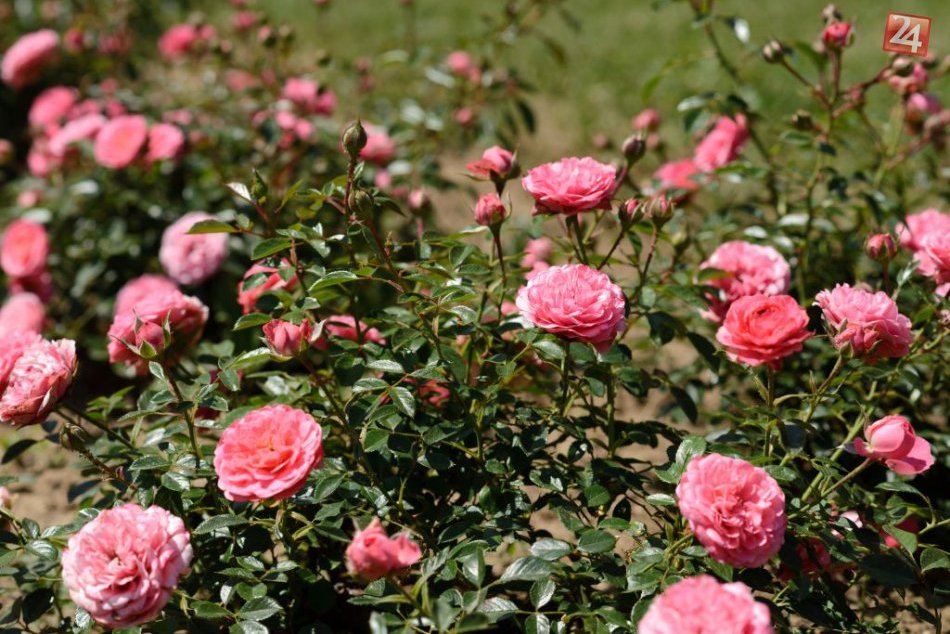 Ilustračný obrázok k článku Hlasujte v Participatívnom rozpočte TTSK: Prehľad projektov v Trnave a okolí