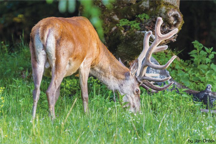 Ilustračný obrázok k článku Fotograf divokej prírody