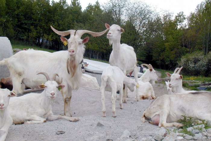 Ilustračný obrázok k článku Kliešťovou encefalitídou sa dá nakaziť aj z mlieka: Najčastejšie z kozieho